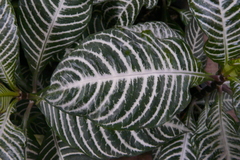 Aphelandra squarrosa
