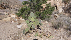 Opuntia chlorotica