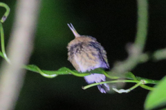 Phaethornis striigularis