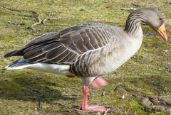 Anser anser