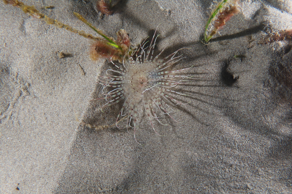 Pachycerianthus solitarius