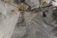 Pachycerianthus solitarius