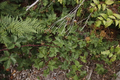 Rubus affinis