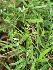 Vicia acutifolia