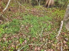 Vicia acutifolia