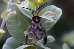 Petascelis remipes