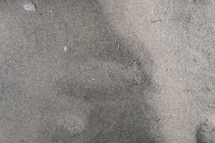 Arnoglossus laterna