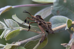 Petascelis remipes