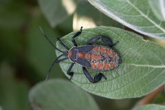 Petascelis remipes