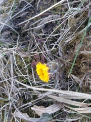 Tussilago farfara