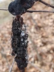 Trichothecium roseum