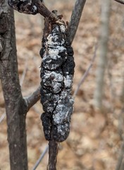 Trichothecium roseum