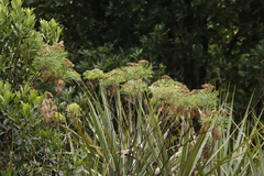 Athanasiinae