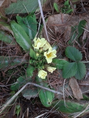 Primula vulgaris