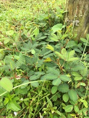 Mimosa pudica