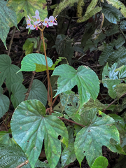 Begonia broussonetiifolia