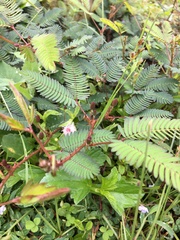 Mimosa pudica