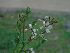 Eruca vesicaria
