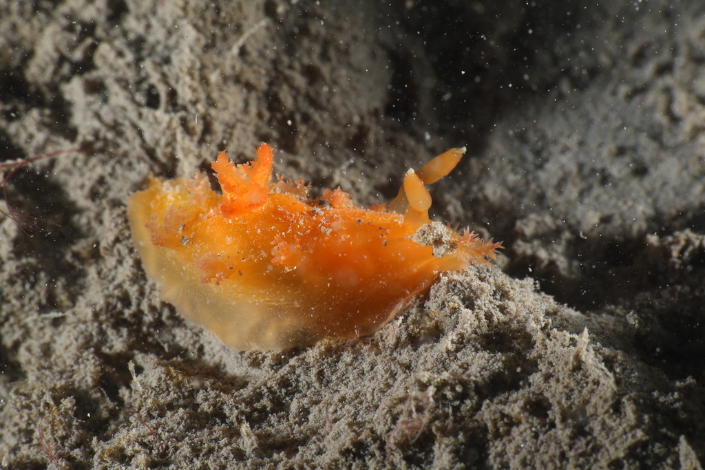 Kaloplocamus ramosus