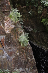 Notobubon galbanum