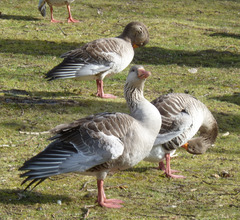 Anser anser