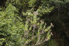 Senecio rigidus