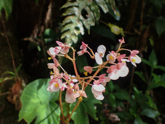 Begonia broussonetiifolia