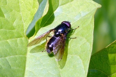 Cheilosia albitarsis