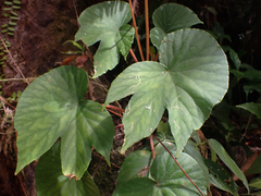 Begonia broussonetiifolia