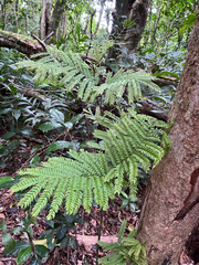 Cojoba costaricensis