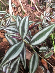 Tradescantia zebrina