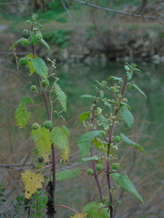 Urtica pilulifera
