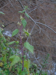 Urtica pilulifera