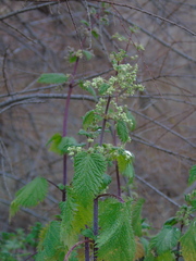 Urtica pilulifera