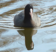 Fulica atra