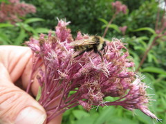 Bombus borealis