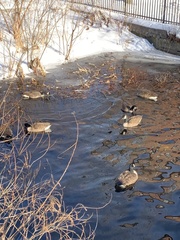 Branta canadensis
