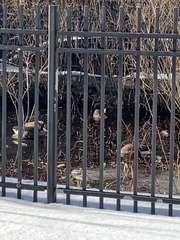 Branta canadensis