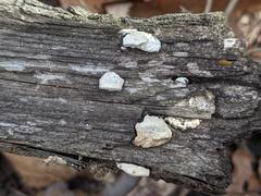Truncospora wisconsinensis