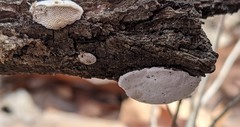 Truncospora wisconsinensis