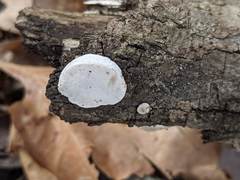 Truncospora wisconsinensis