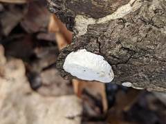 Truncospora wisconsinensis