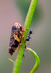 Eurymeloides marmorata