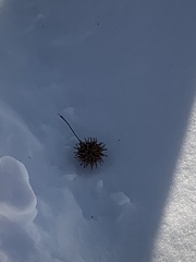 Liquidambar styraciflua