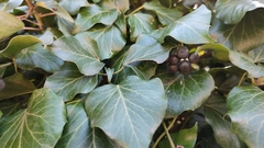 Hedera helix