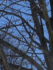 Liquidambar styraciflua