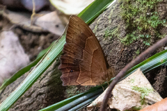 Taygetis rufomarginata