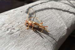 Eburia octomaculata