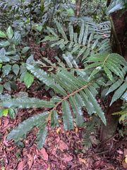 Alfaroa costaricensis