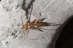 Eburia octomaculata